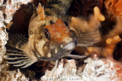 Klipfish and its home by Peet J Van Eeden 
